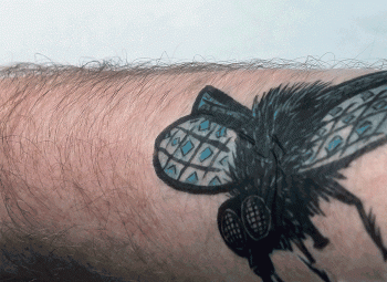 flyswat_small